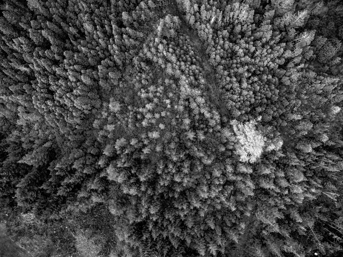 Forest-Overhead view