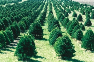 Christmas tree farm in Iowa. Photograph by Wikimedia, distributed under a CC-BY 2.0 license