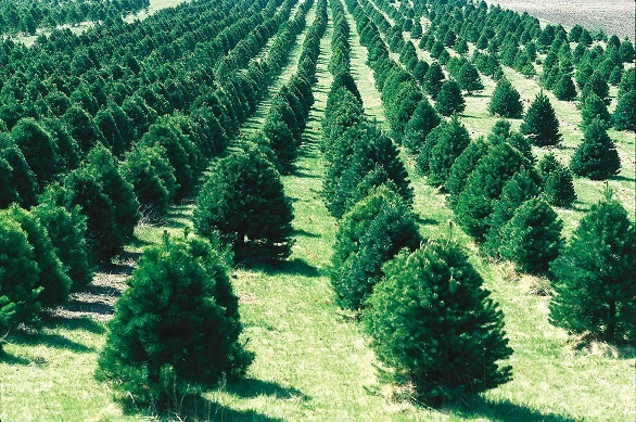 Christmas Tree Farms – Nature's Packaging