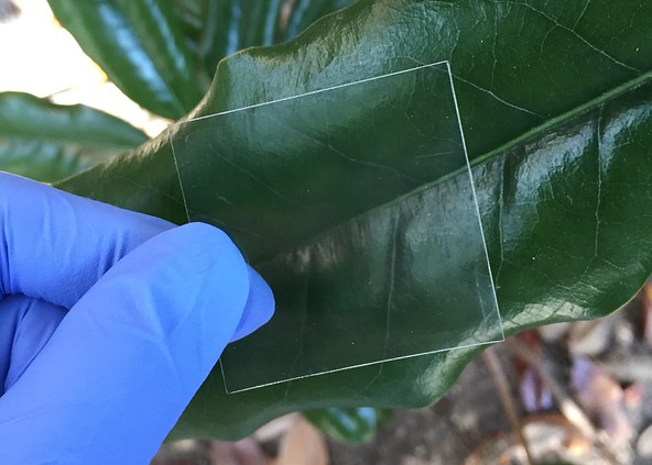 Transparent wood product