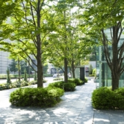 A city park with trees