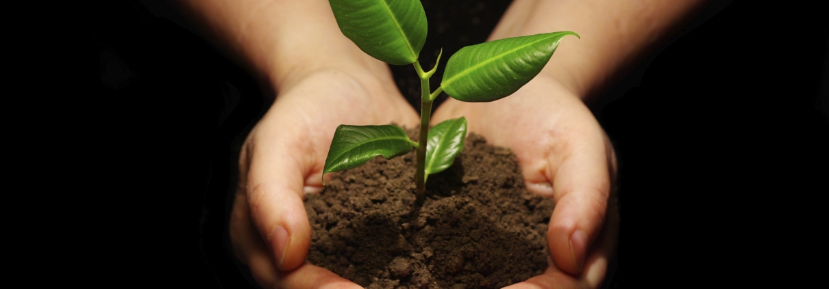 reforestation and replanting trees