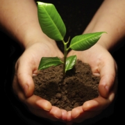 reforestation and replanting trees