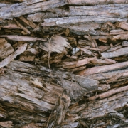 woody biomass