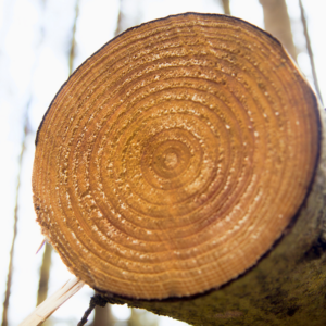 Cross section of tree trunk showing growth rings