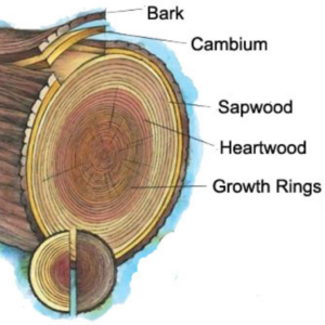 Cross section of a tree trunk