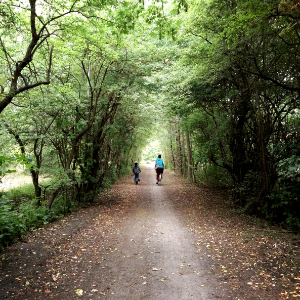 A forest path